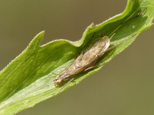 Réf. 190 489 : Oecanthus pellucens pellucens